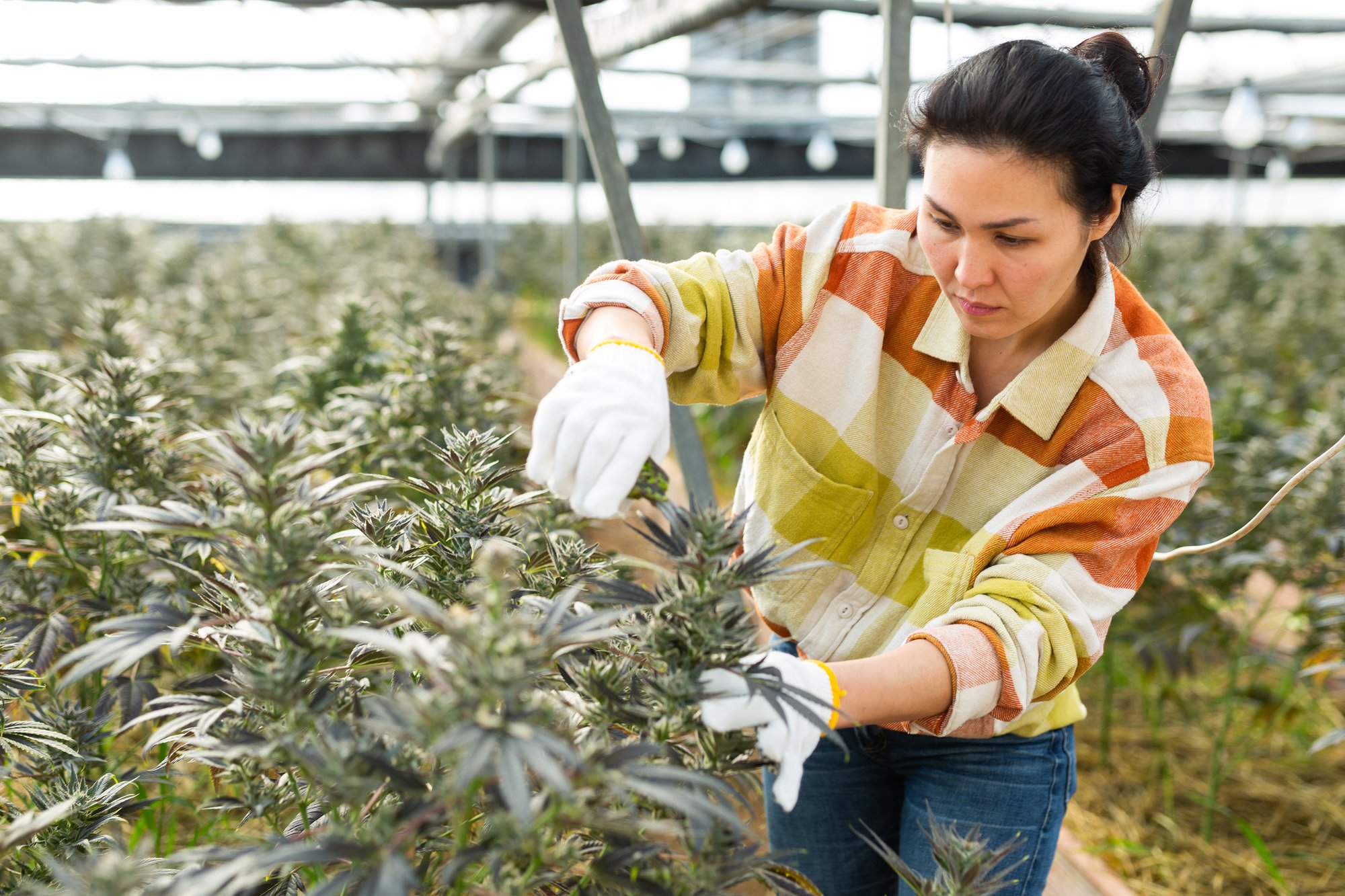 A woman wearing white gloves and a colorful plaid shirt tends to cannabis plants in a greenhouse, applying the precision of mvp development as she carefully inspects the leaves and buds among rows of mature plants.