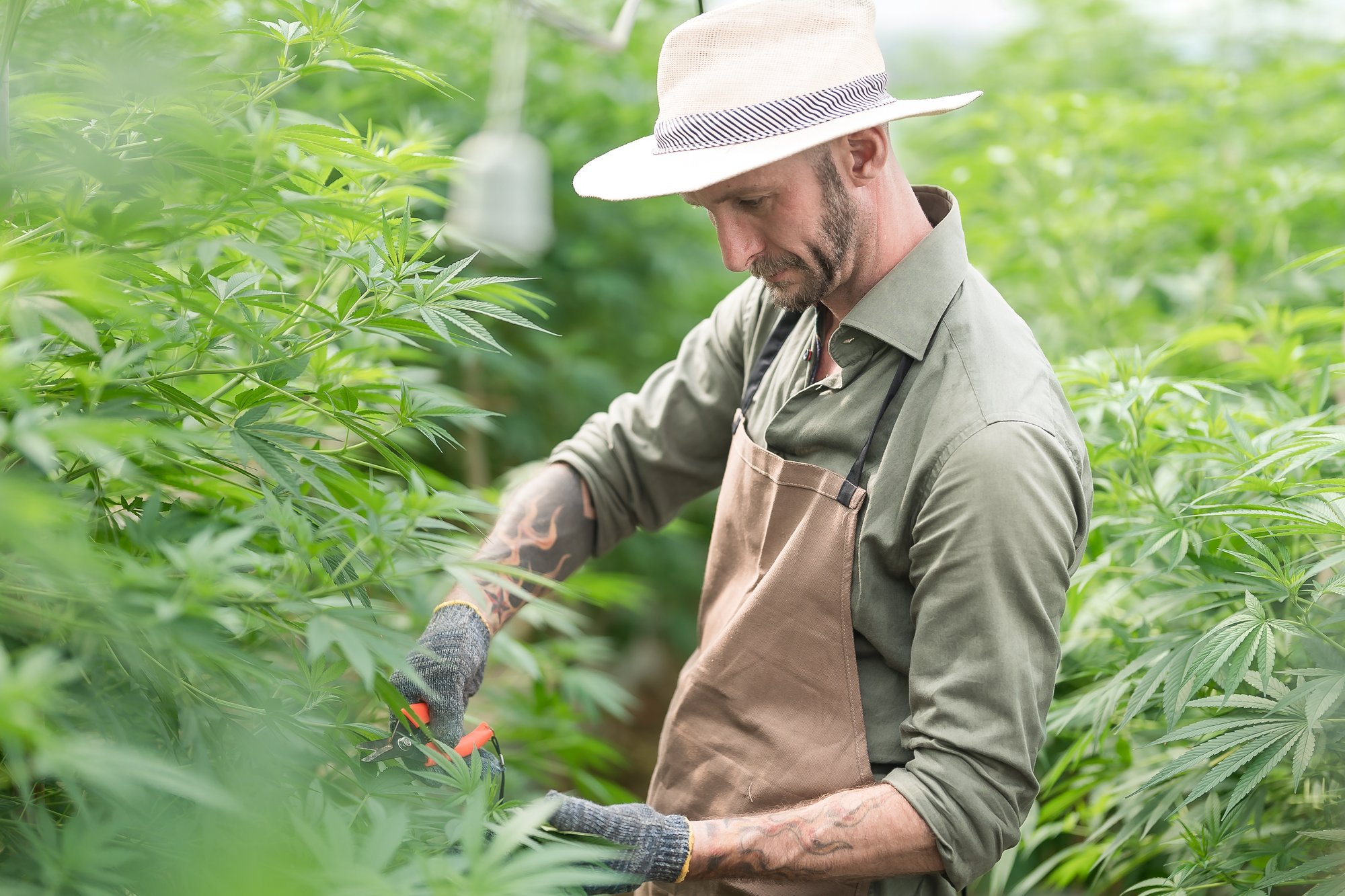 A man wearing a hat, gloves, and apron trims cannabis plants in a greenhouse or outdoor garden, surrounded by lush green foliage—capturing the careful mvp development process of cultivation.
